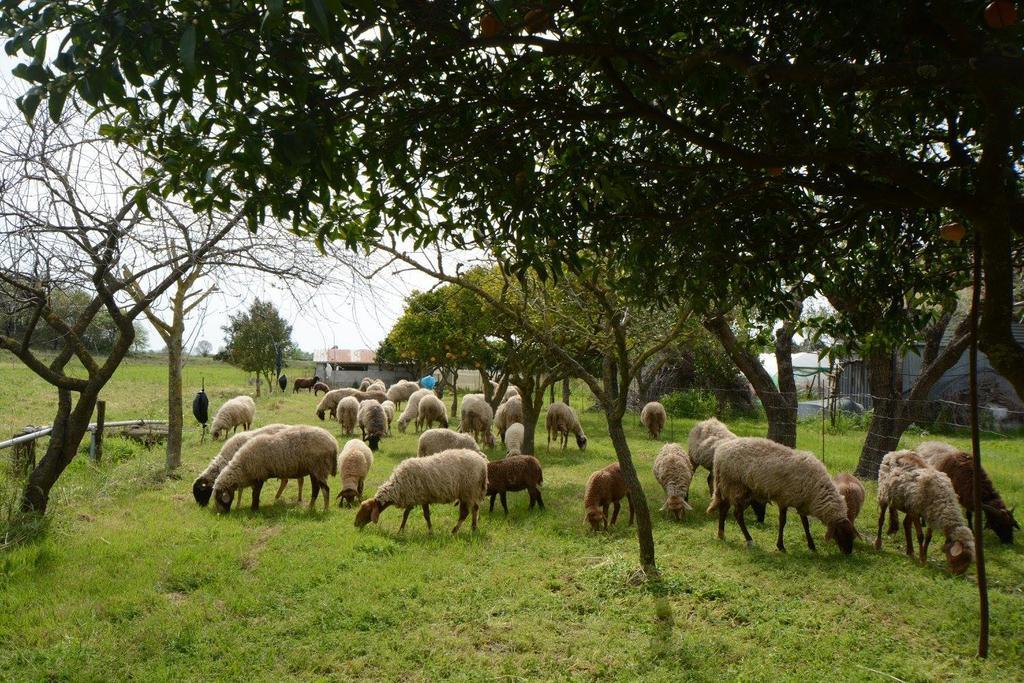 Agriturismo Terra Di Elea Azienda Agricola Di Raimondo Michela Ascea Bagian luar foto